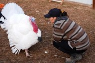 Some families are ‘adopting’ turkeys for Thanksgiving instead of eating them