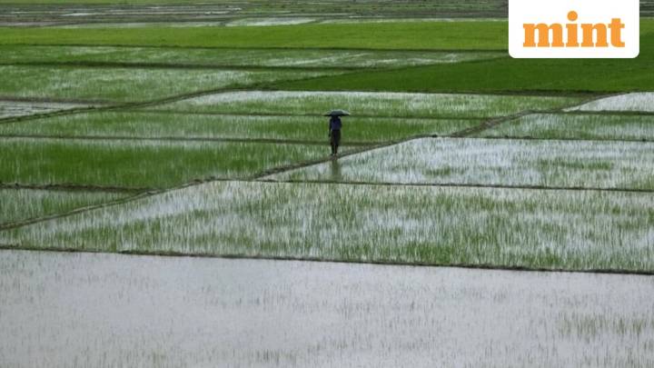 Farmers to get personalized crop, weather alerts via Krishi