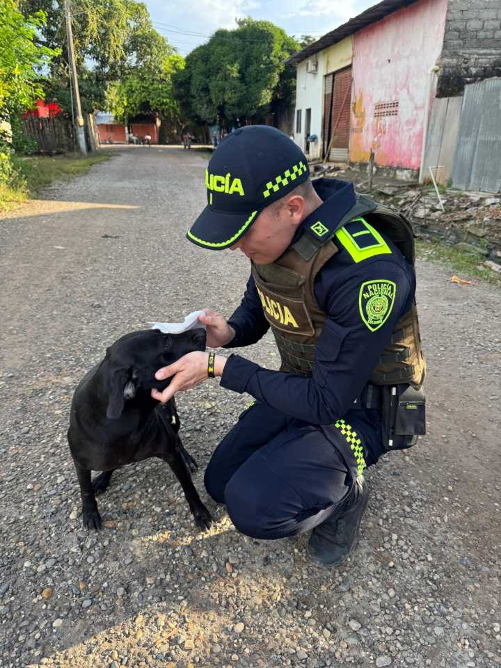 El Sargento y el Auxiliar: héroes de cuatro patas en San Jacinto del Cauca