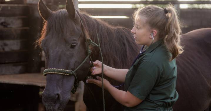 Horse owners urged to take precautions after equine herpes outbreak across southern states