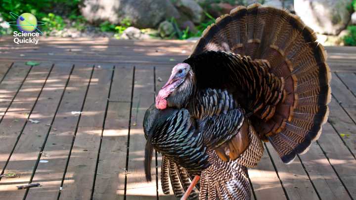 The Conservation Success That Saved Wild Turkeys across the Country
