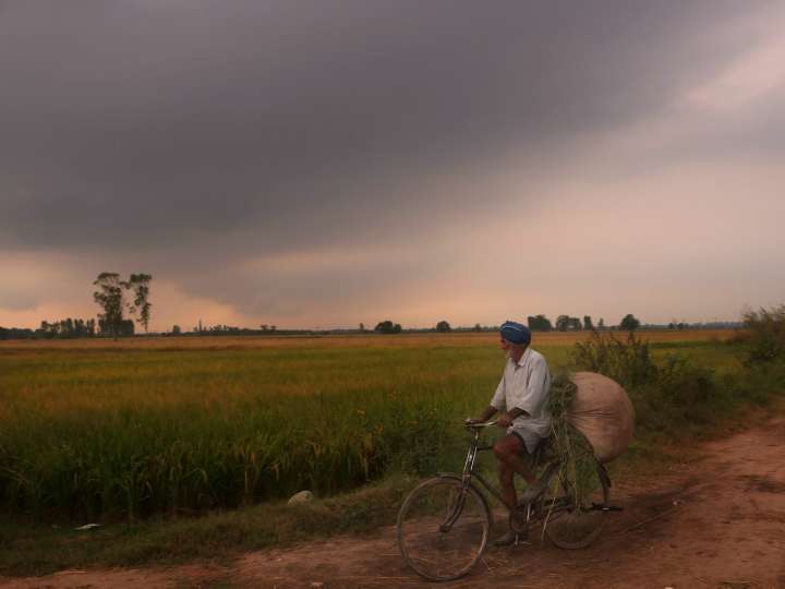Paddy arrival nearing 150 LMT mark; crosses 144 LMT figure