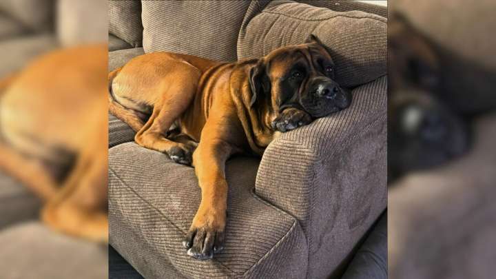 Nevada Family Watches Their Massive Dog Fade As He Mourns His Sister’s Absence
