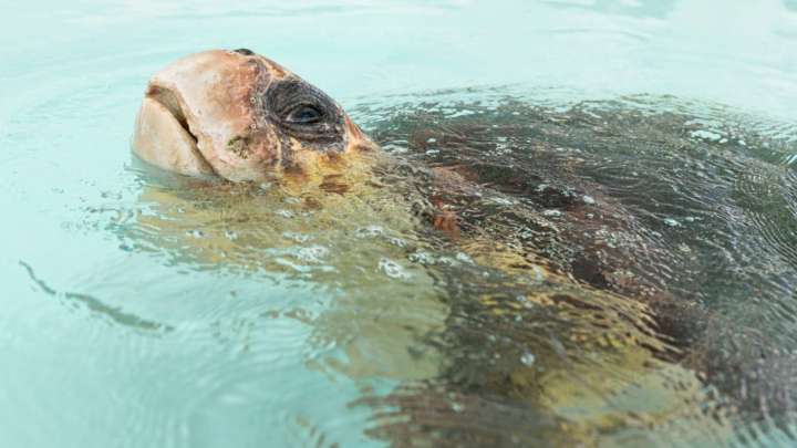 Endangered loggerhead sea turtle released to Atlantic Ocean from Florida beach