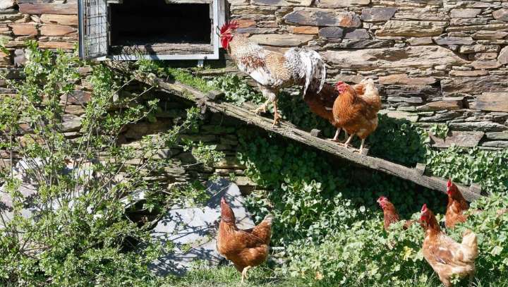 El Gobierno confinará las aves de corral en 31 municipios cántabros por el aumento del riesgo de gripe aviar