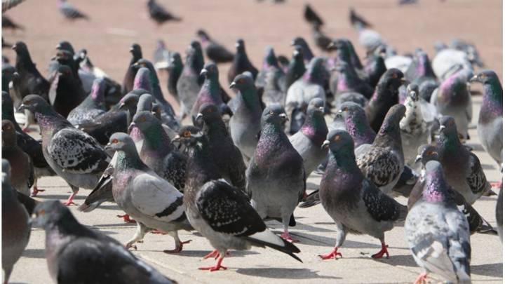 Crece la alarma por la superpoblación de palomas en zonas rurales: impulsan un programa provincial para controlar su expansión