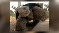Gramma's gone: San Diego Zoo tortoise dies at about 141