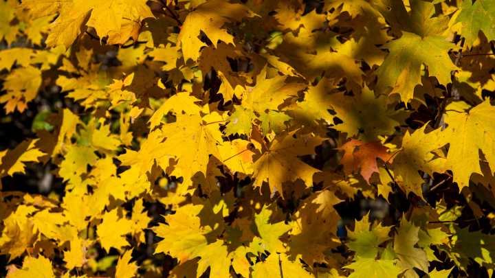 Autumn leaves are seen throughout the Tri