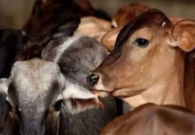 Infected cow's milk 'prasad' sparks rabies scare in Gorakhpur vil...