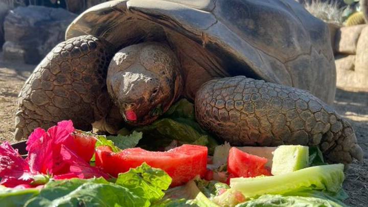 Murió Gramma, la tortuga de Galápagos que vivió 141 años