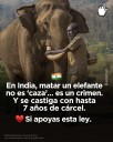 En India ya no es un accidente Matar un elefante es un crimen