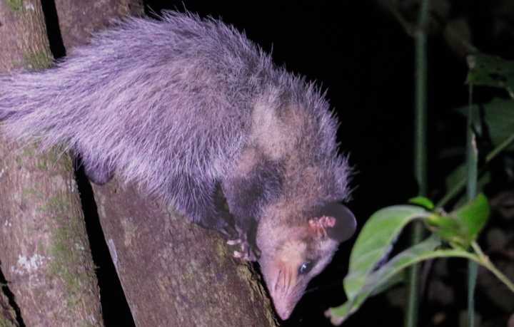 Liberan en Cundinamarca a 32 animales recuperados del tráfico ilegal