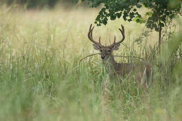 Here’s what to double check before deer hunting