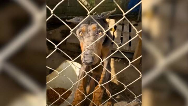 California Doberman Locked In A Cage For A Year Melts In His Rescuers’ Arms