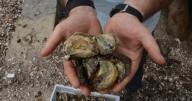 NSW pioneers recycling oyster shells as fertiliser