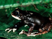 Tanzania. Hallan tres nuevas especies de sapos africanos tras pasar un siglo inadvertidas