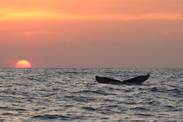 Puerto Ángel será sede de la primera edición del Ballena Fest 2025