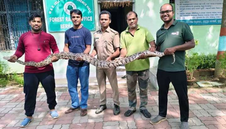 Massive Python Rescued Near Residential Property In Berhampur’s Nuagaon