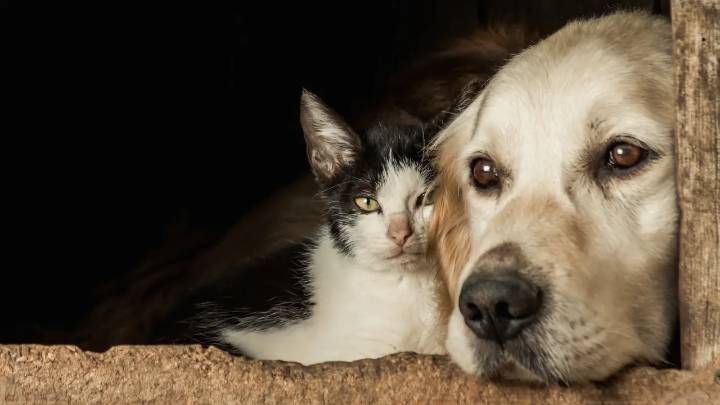 ¿Cómo evitar que su perro o gato se asuste con el ruido de la pólvora?: siga estos pasos