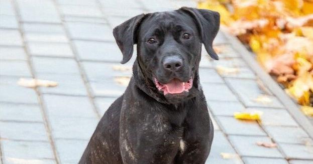 Meet our pets of the week: A mastiff mix, a German shepherd mix and a horse