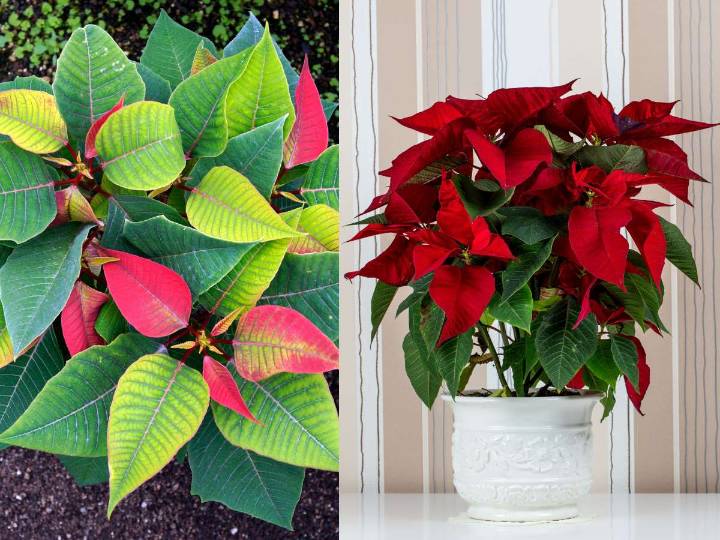 ¿Cómo hacer que florezcan las nochebuenas del año pasado?