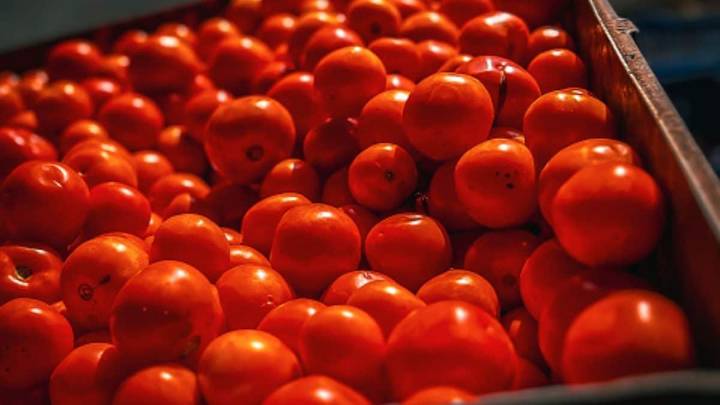 Tomato Prices Jump 50% In Just 15 Days As October Rains Hit Supply