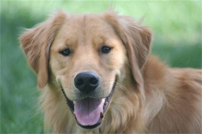 Pennsylvania dog licenses for 2026: What owners need to know