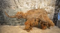 Oldest sequenced RNA reveals details about a mammoth’s final moments 40,000 years