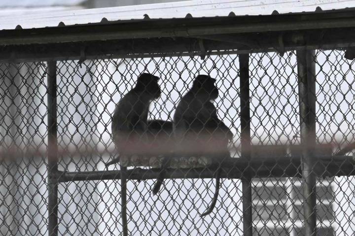 Research Monkeys May Be Euthanized After Suspension of Disease Studies: Report