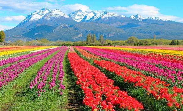 El Campo de Tulipanes cierra temporada con la tradicional lluvia de pétalos