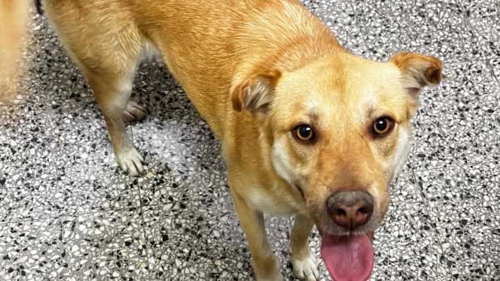 Monte Grande: apareció una perra perdida en la puerta de la Secundaria 18 y buscan a sus dueños