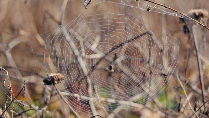 The world’s largest spider web — spread across roughly 1,140 square feet