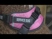 How to donate to the 11Alive Veterans Day Telethon benefitting Top Dogg K9 Foundation