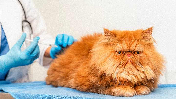 Is pet insurance worth it?