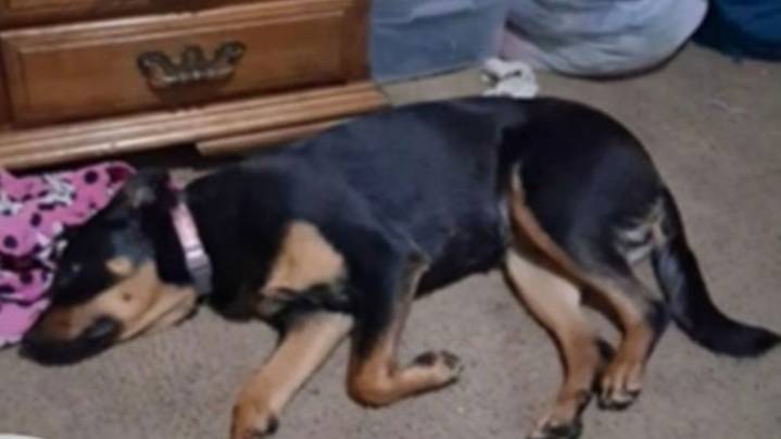 Puppy stolen after assault in Gresham