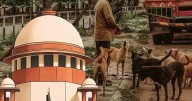 Supreme Court Orders Stray Dogs Removed from Schools, Hospitals, and Public Spaces Amid Rising Bite Cases