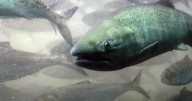 1.2 million newly hatched Chinook killed due to water pump failure at Rapid River Fish Hatchery