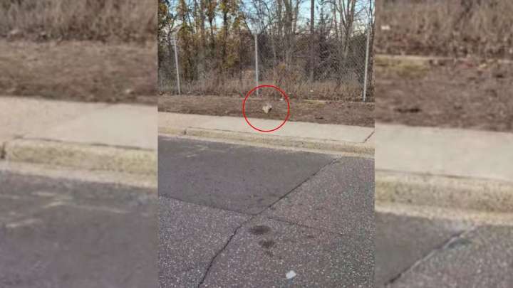 Man Stops To Investigate A Strange Lump On A New York Roadside And Discovers A Life
