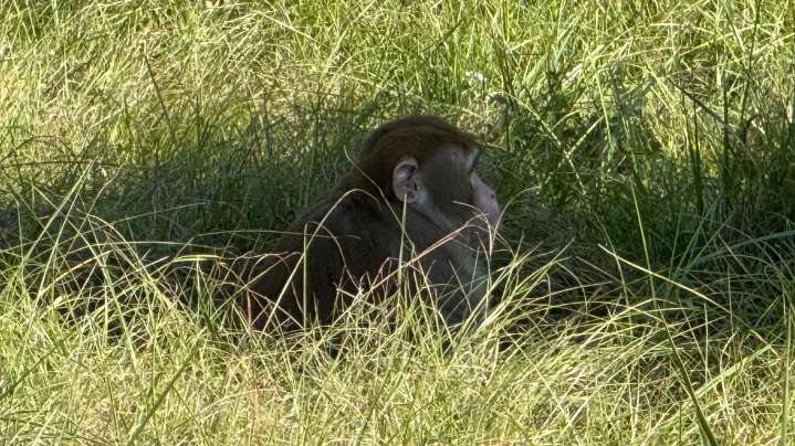 Mississippi woman kills escaped monkey fearing for her children's safety