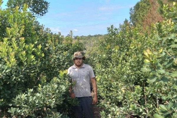 Yerba Mate: Tras la liberación de precios, los yerbateros no cosechan pero hay divisiones