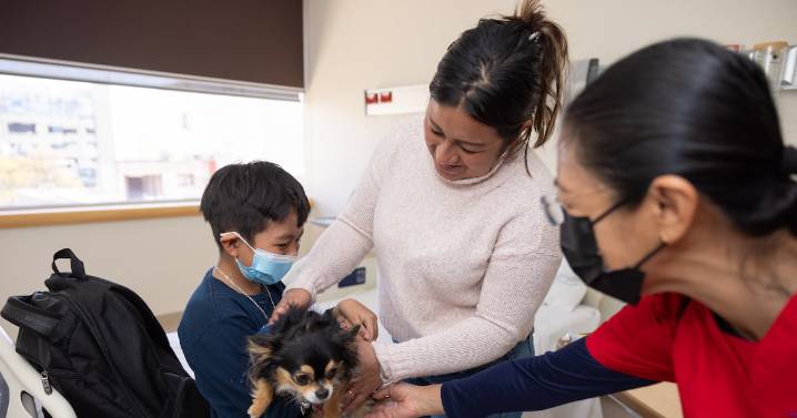 ¿Cómo ayudan los perros de intervención a los pacientes vulnerables?