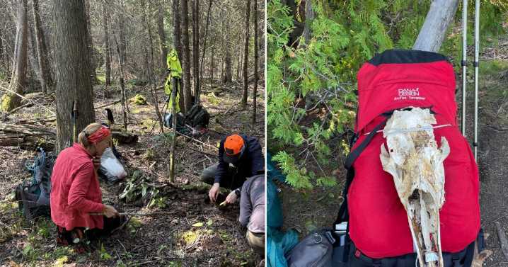 Want to be a volunteer moosewatcher on Isle Royale? Here's what it means