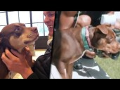 Tom Brady says he cloned his family dog