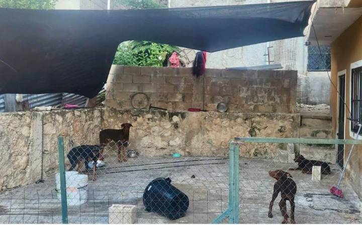 Fiscalía atiende denuncia de presunto maltrato a perros