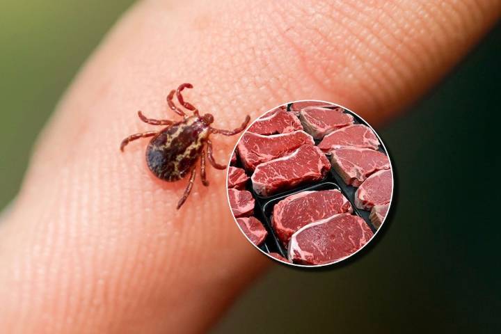 Registran primera muerte humana por alergia a la carne transmitida por garrapatas: esto son los síntomas