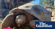 ‘Queen of the Zoo’: Gramma, tortoise who lived through two world wars, dies aged 141
