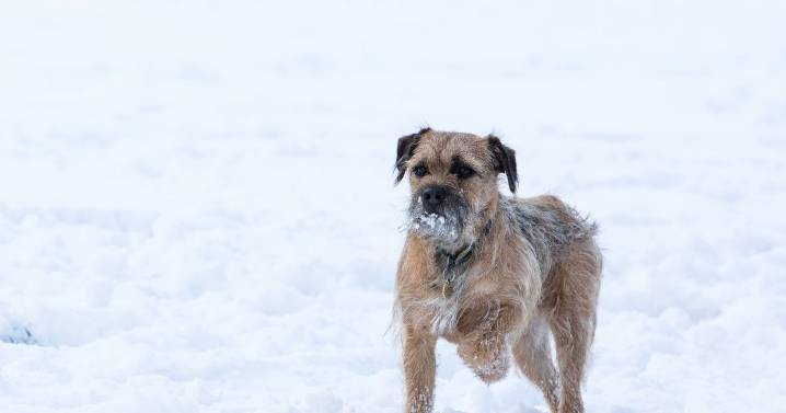 Owners of seven types of dogs warned they need extra help in winter