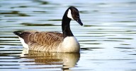Okanagan communities versus Canadian geese