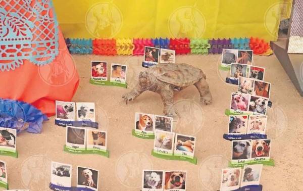 Recuerdan también a sus mascotas