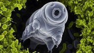 Tardigrades Have a Genetic Secret, And It Could Boost Human Resilience